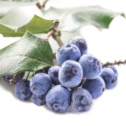 Cây Mahonia