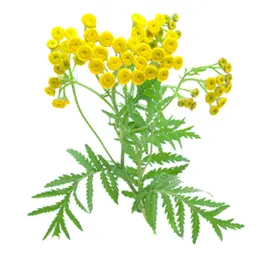 Cúc vạn thọ