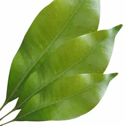 Lá đinh hương