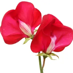 Hoa Đậu Ngọt