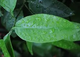 Lá bưởi Lá bưởi