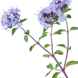 Cỏ xạ hương đỏ