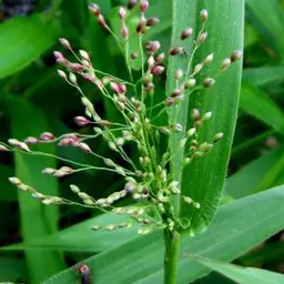 Cỏ lưỡi hươu
