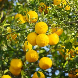 Hoa Yuzu