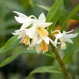 Hoa lan nhài