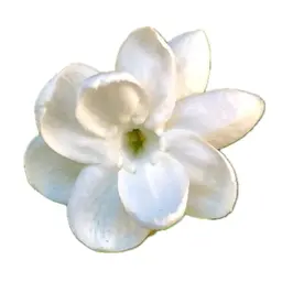 Hoa nhài Sambac