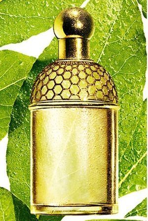 Aqua Allegoria Laurier - Reglisse