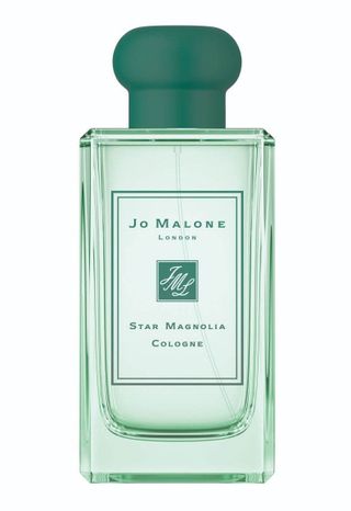 Star Magnolia Cologne (2019)
