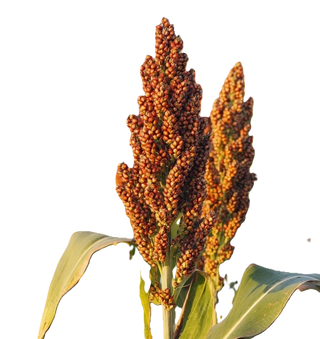 Cao lương