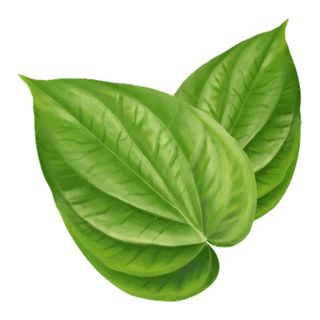 Lá trầu không