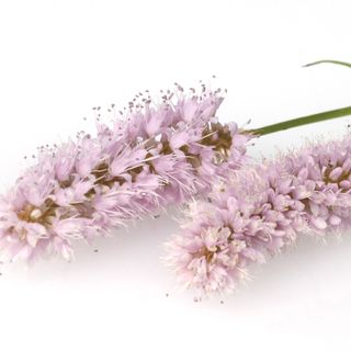 Hương xanh mát Hương xanh mát