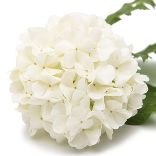 Cây kim ngân hoa Cây kim ngân hoa