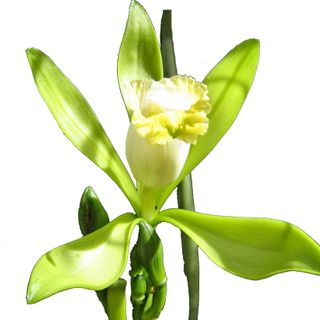 Vani Bahiana