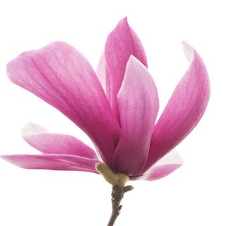 Mộc Lan Chén