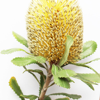 Banksia Úc Banksia Úc