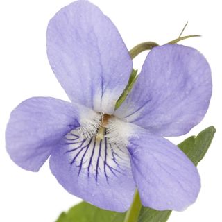 Hoa Violet