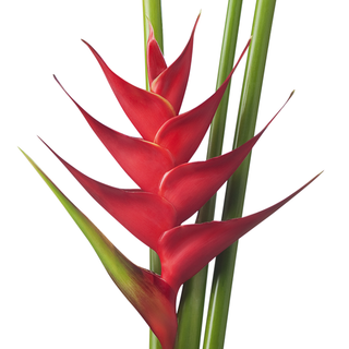 Heliconia hồng hạc