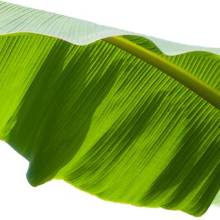 Lá Chuối Lá Chuối