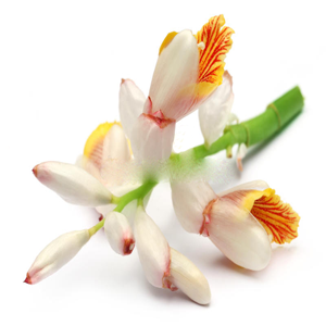 Hoa Bạch Đậu Khấu
