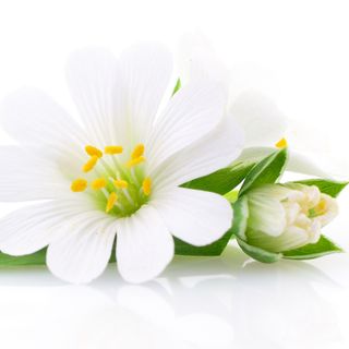 Hợp chất hương Hợp chất hương