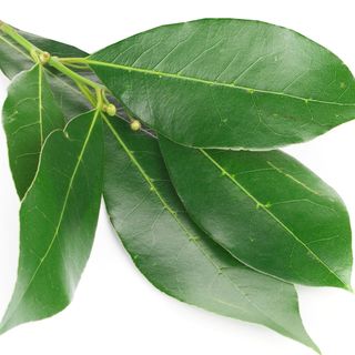 Nguyệt quế