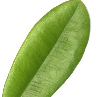 Lá Nguyệt Quế Tây Ấn