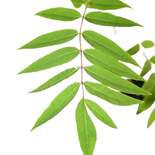 Lá tuyết tùng