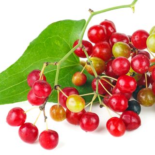 Rễ cây Sarsaparilla
