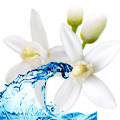 Nước hoa cam