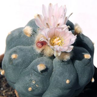 Xương Rồng Peyote