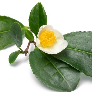 Hoa trà trắng Hoa trà trắng