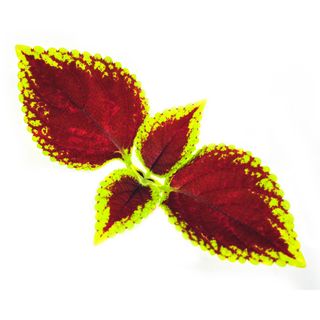 Cây Tía Tô Cảnh