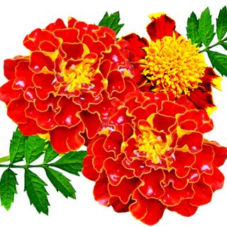 Cúc Vạn Thọ Cúc Vạn Thọ