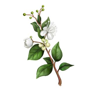 Chanh Myrtle