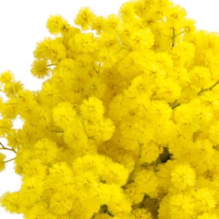 Tinh chất Mimosa