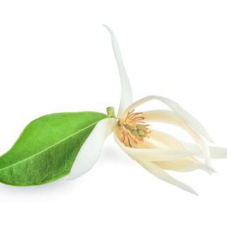 Champaca trắng Champaca trắng