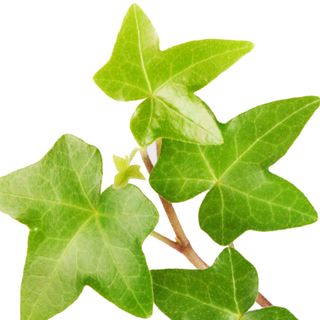 Cây thường xuân Cây thường xuân