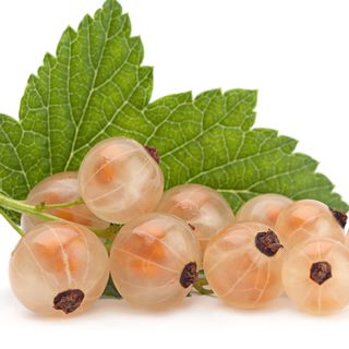 Lý Chua Trắng Lý Chua Trắng