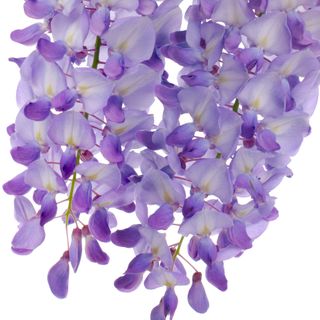 Hoa tử đằng Hoa tử đằng