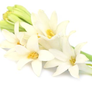Hoa huệ trắng