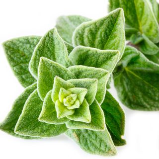 Kinh Giới Ngọt Kinh Giới Ngọt
