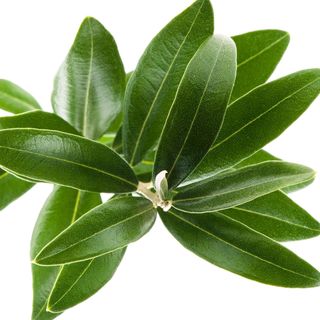 Lá Ô liu Lá Ô liu