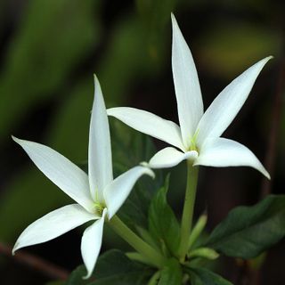 Hoa Karo Châu Phi Hoa Karo Châu Phi