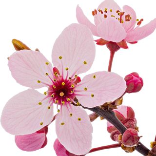 Hoa anh đào Hoa anh đào