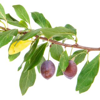 Cây mận Cây mận