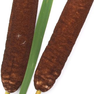 Cây Bồ Hoàng Cây Bồ Hoàng