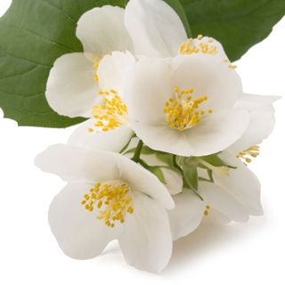 Hoa tử đinh hương trắng