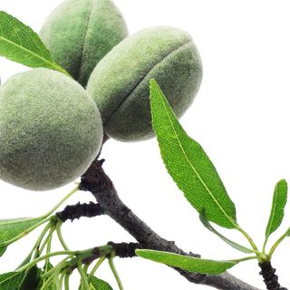 Cây hạnh nhân Cây hạnh nhân
