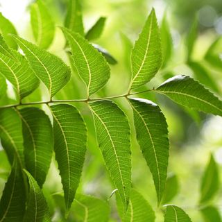 Cây sầu đâu Cây sầu đâu