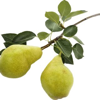Gỗ cây lê